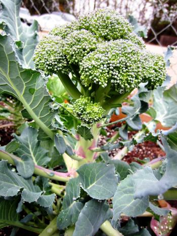 Broccoli is a productive cool-season vegetable for Louisiana gardens. 