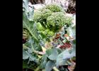 Broccoli is a productive cool-season vegetable for Louisiana gardens. 